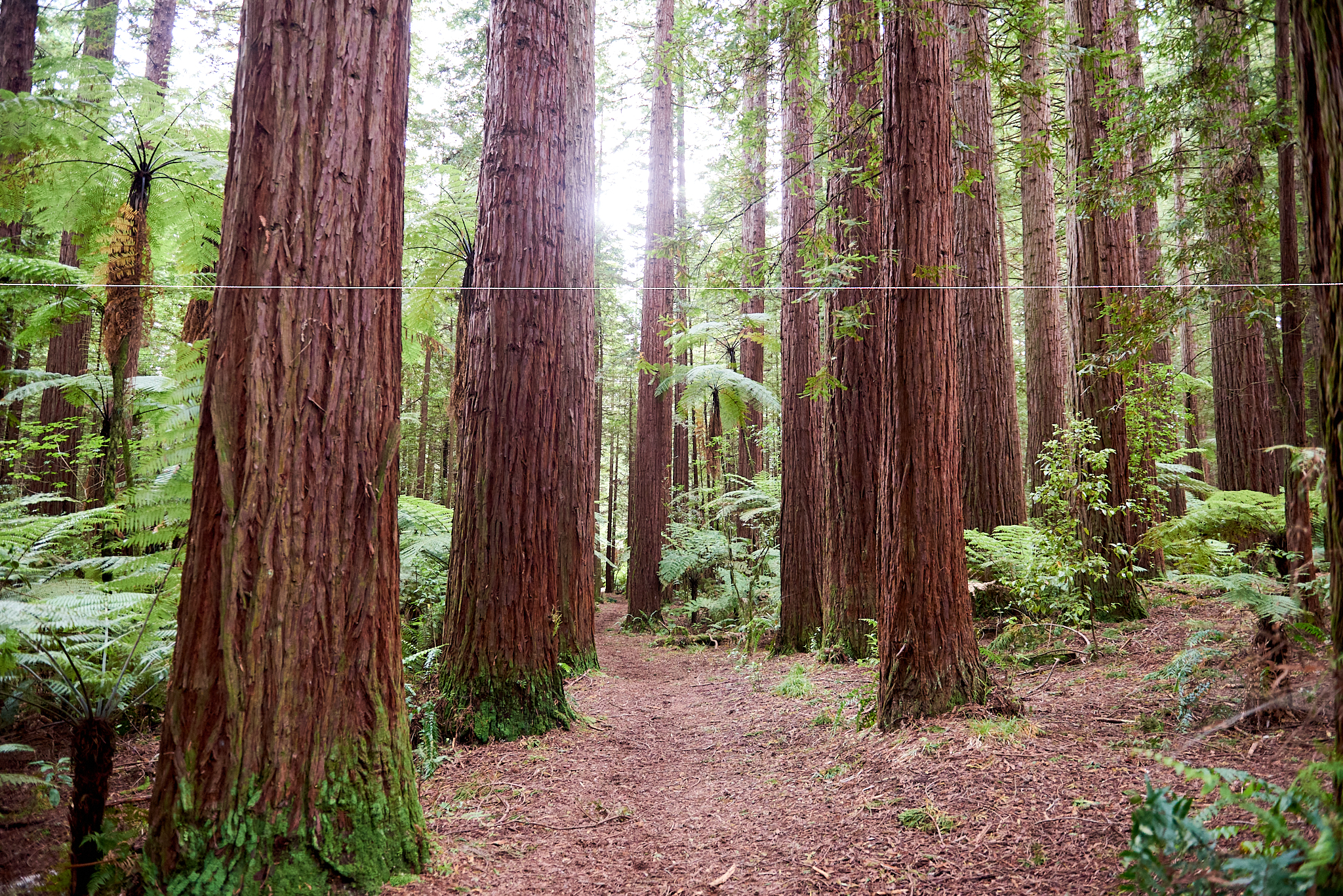 20180130 016 뉴질랜드 카레레